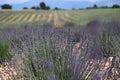 Lavender field