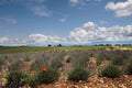 Lavender field