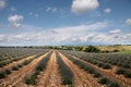 Lavender field