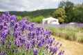 Lavender close up on the field Royalty Free Stock Photo