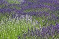 Lavender field