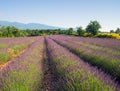 Lavender field Royalty Free Stock Photo