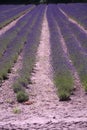 Lavender field Royalty Free Stock Photo