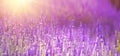 Lavender field aerial view. Purple lavender garden. Spa essential oil of beautiful herbs