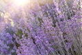 Lavender field aerial view. Purple lavender garden. Sunset sky over lavender bushes. Close-up of flower field background Royalty Free Stock Photo