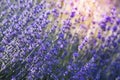 Lavender field aerial view. Purple lavender garden. Sunset sky over lavender bushes. Design template for lifestyle Royalty Free Stock Photo