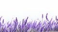 Romantic Lavender Flower Garden On White Background Photobashing Art