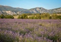 lavender field in Alpes-de-Haute-Provence, France Royalty Free Stock Photo