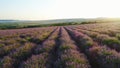 Lavender field on background of hills on horizon. Shot. Top view of beautiful lavender bushes planted in straight rows