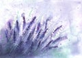 Lavender field background. Watercolour hand drawn flowers, leaves, plants