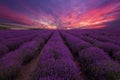 Lavender field. Beautiful lavender blooming scented flowers with dramatic sky. Lavender field sunset and lines Royalty Free Stock Photo