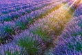 Lavender field.Beautiful image of lavender field Summer sunset. French Provence.Harvesting. Beautiful sky.Lavender in the garden