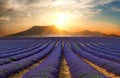 The lavender field 10 Royalty Free Stock Photo