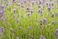 Lavender field with a bee Royalty Free Stock Photo