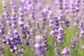 Lavender field, blooming lavender bush close-up. Purple lavender flowers Royalty Free Stock Photo