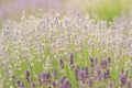 Lavender field, blooming lavender bush close-up Royalty Free Stock Photo