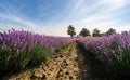 Lavender field with blooming purple bushes Royalty Free Stock Photo