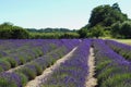Lavender Field blooming in Sequim, Washington State, USA Royalty Free Stock Photo