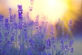 Lavender Field, Blooming Violet Fragrant Lavender Flowers. Growing Lavender Swaying On Wind Over Sunset Sky