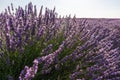 Lavender field in blossom. Lavender bush closeup. Brihuega, Spain Royalty Free Stock Photo