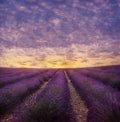 Lavender field in blossom