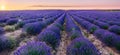 Lavender field in blossom. Rows of lavender bushes stretching to the skyline. Stunning sky at the background.Brihuega, Spain