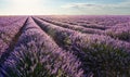 Lavender field in blossom. Rows of lavender bushes stretching to the skyline. Stunning sky at the background.Brihuega, Spain