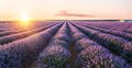 Lavender field in blossom. Rows of lavender bushes stretching to the skyline. Stunning sunset sky at the background. Brihuega,