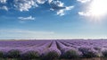 Lavender field in blossom. Rows of lavender bushes stretching to the skyline. Stunning cloudy sky at the background.Brihuega,