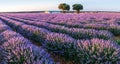 Lavender field in blossom. Rows of lavender bushes stretching to the skyline. Stunning sunset sky at the background. Brihuega,