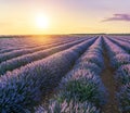 Lavender field in blossom. Rows of lavender bushes stretching to the skyline. Stunning sunset sky at the background. Brihuega,