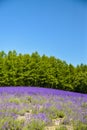 Lavender field with blue sky Royalty Free Stock Photo