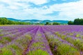 Lavender field and blue sky in spring Royalty Free Stock Photo