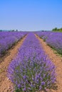 Lavender Field in Bulgaria Royalty Free Stock Photo