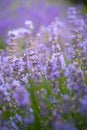 Lavender field closeup,beautiful purple flowers of lavender blooming in the garden in summer Royalty Free Stock Photo