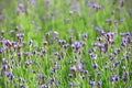 Lavender field closeup Royalty Free Stock Photo