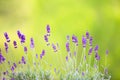 Lavender field closeup Royalty Free Stock Photo