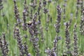 Lavender Field Closeup of Purple Flowers Royalty Free Stock Photo