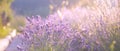 Lavender field closeup view. Royalty Free Stock Photo