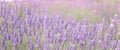 Lavender field closeup view. Royalty Free Stock Photo