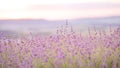 Lavender field closeup view. Royalty Free Stock Photo