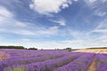 Lavender field in the Cotswolds