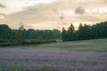 Lavender-colored phacelia flowers (Phacelia tanacetifolia) blanket a field in the foreground Royalty Free Stock Photo