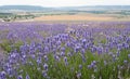 Lavender field, Crimea