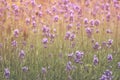 Lavender field, dreamy mood Royalty Free Stock Photo