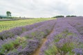 Lavender field