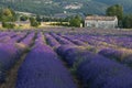 Lavender field farmhouse