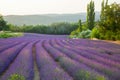 Lavender Field