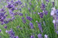 Lavender field