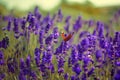 Lavender field, lavender flowers in defocus. Violet field, beautiful nature, allergy. Butterfly sits on a lavender flower, insects Royalty Free Stock Photo